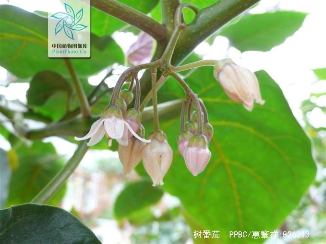 树番茄种植的方法是怎样的_木本番茄怎么种植的 树番茄种植的方法是怎样的_木本番茄怎么种植的 土壤施肥
