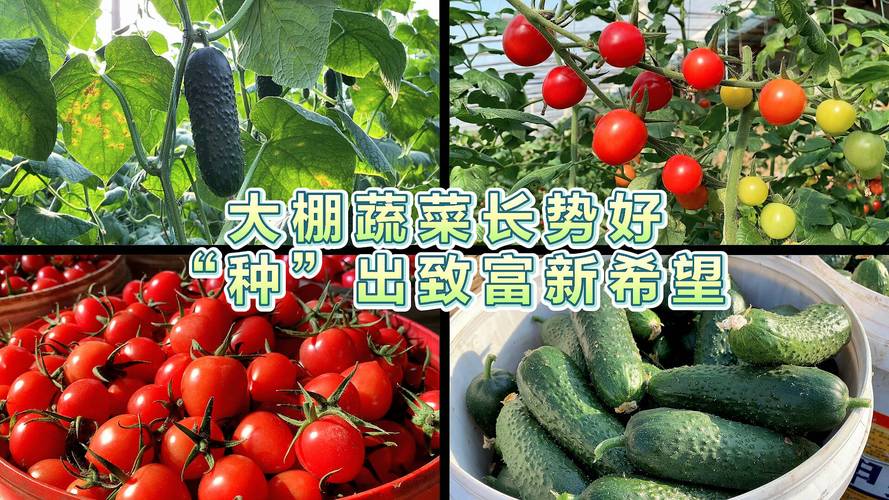 潍坊适合种植什么最好_潍坊蔬菜种植技巧培训班地址 潍坊适合种植什么最好_潍坊蔬菜种植技巧培训班地址 植物种类