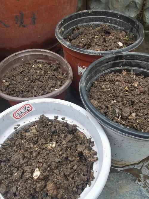 花果蔬菜的储存妙招_花果蔬菜种植技巧和方法视频 花果蔬菜的储存妙招_花果蔬菜种植技巧和方法视频 植物种类