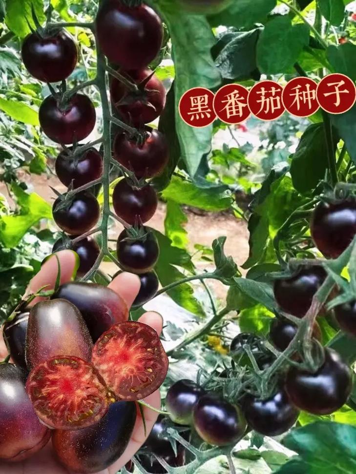 农家种的西红柿上发黑怎么回事_种植黑番茄该怎么卖呢 农家种的西红柿上发黑怎么回事_种植黑番茄该怎么卖呢 植物种类
