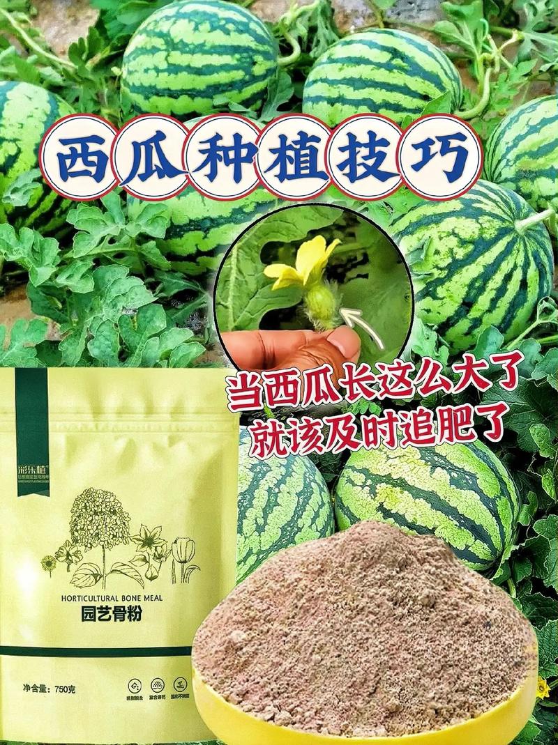 瓜果蔬菜种植技巧_瓜果蔬菜种植技术 瓜果蔬菜种植技巧_瓜果蔬菜种植技术 番茄种植技巧