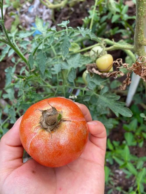 家庭小院种植西红柿的方法_农村番茄怎么种植视频 家庭小院种植西红柿的方法_农村番茄怎么种植视频 番茄病虫害防治