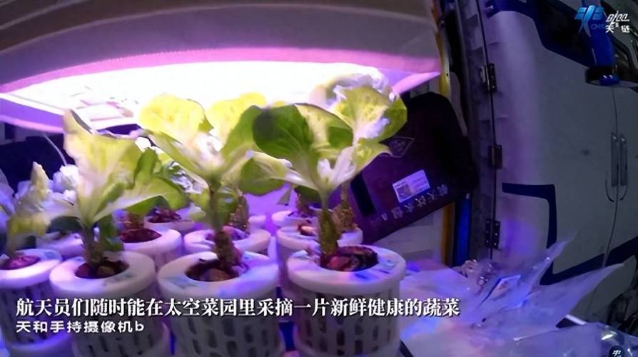 与地球同类产品相比，国际空间站上种植的太空生菜的营养价值如何_太空番茄是怎么种植的 与地球同类产品相比，国际空间站上种植的太空生菜的营养价值如何_太空番茄是怎么种植的 种植技巧