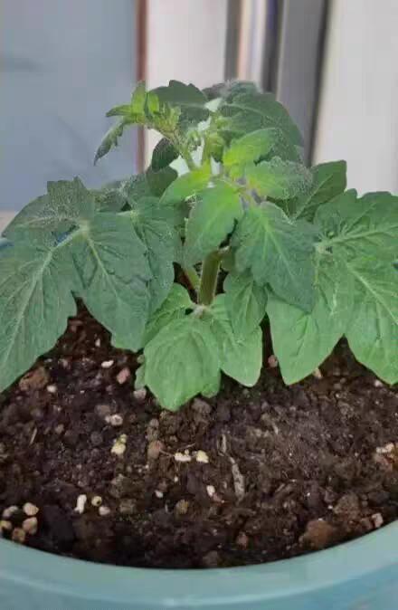 番茄怎样整叶_番茄叶应该怎么种植呢 番茄怎样整叶_番茄叶应该怎么种植呢 植物种类
