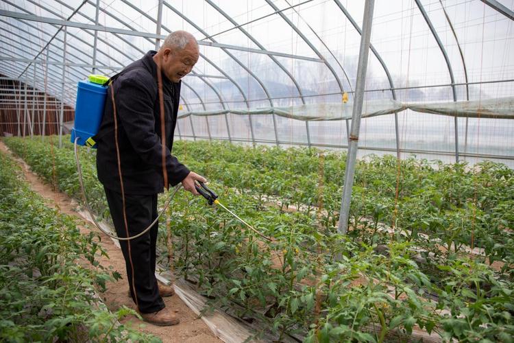 江西萍乡几月种西红柿_江西番茄怎么种植的多一些 江西萍乡几月种西红柿_江西番茄怎么种植的多一些 番茄病虫害防治