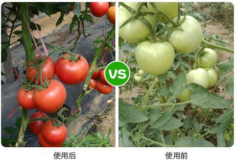 西红柿高产肥料配方_番茄种植怎么施有机肥好呢 西红柿高产肥料配方_番茄种植怎么施有机肥好呢 农业常识