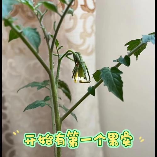 巧克力和西红柿打架_巧克力番茄怎么种植视频 巧克力和西红柿打架_巧克力番茄怎么种植视频 番茄病虫害防治