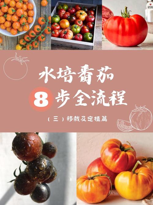 水果番茄种植方法和管理技术_番茄种植教学 水果番茄种植方法和管理技术_番茄种植教学 农业常识