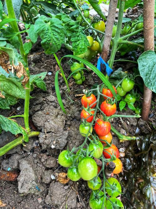 楼内怎么种植西红柿_怎么室内种植小番茄呢视频 楼内怎么种植西红柿_怎么室内种植小番茄呢视频 番茄种植技巧