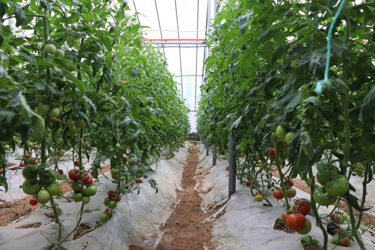 山东三月份适合种什么蔬菜_3月种植蔬菜有哪些 山东三月份适合种什么蔬菜_3月种植蔬菜有哪些 番茄病虫害防治