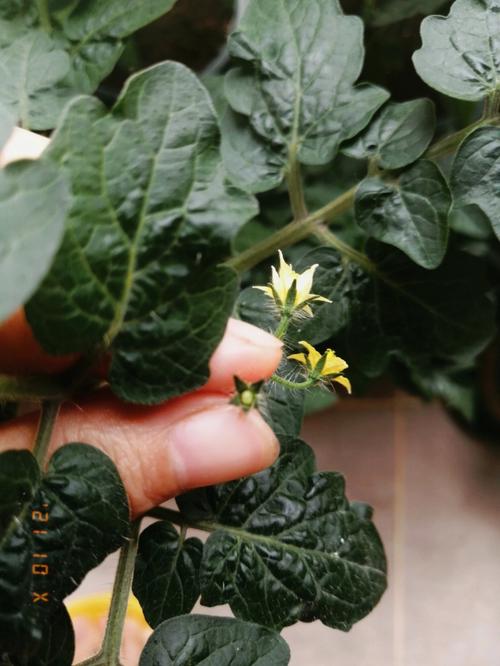 我的盆栽小西红柿光开花不结果是怎么回事_小番茄种植怎么不开花呢 我的盆栽小西红柿光开花不结果是怎么回事_小番茄种植怎么不开花呢 番茄种植技巧