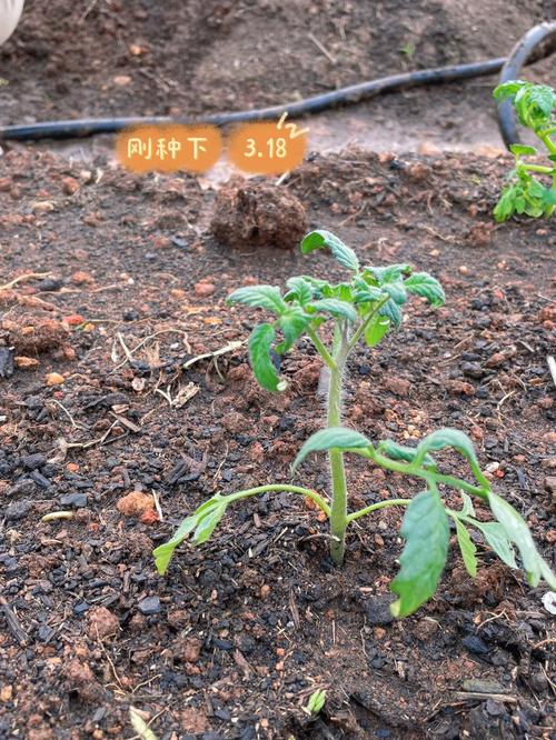 矮生番茄不开花_夏天矮生番茄怎么种植视频 矮生番茄不开花_夏天矮生番茄怎么种植视频 植物种类