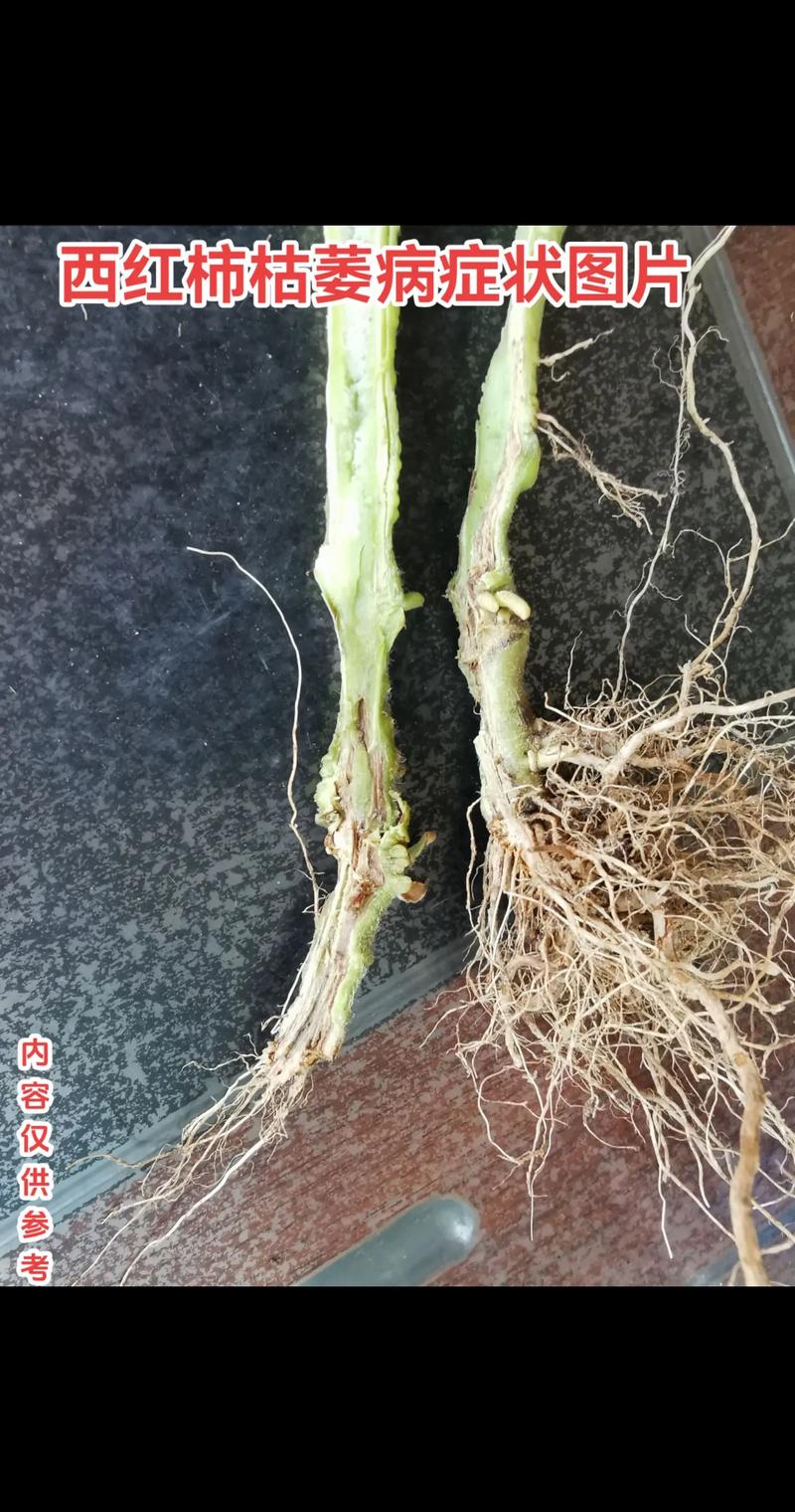 重茬种植番茄易染上番茄青枯病，如何提前做好预防工作_种植番茄重茬怎么解决问题 重茬种植番茄易染上番茄青枯病，如何提前做好预防工作_种植番茄重茬怎么解决问题 种植技巧