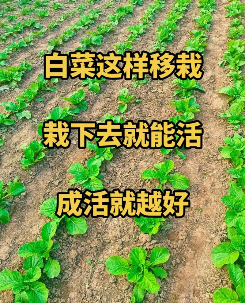 蔬菜种植大户一般关注什么_14种蔬菜种植技巧视频教程 蔬菜种植大户一般关注什么_14种蔬菜种植技巧视频教程 番茄种植技巧