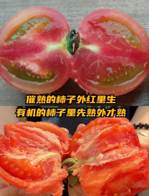 怎样能让青西红柿快速变红_番茄种植怎么变红色了 番茄种植技巧 怎样能让青西红柿快速变红_番茄种植怎么变红色了 怎样能让青西红柿快速变红_番茄种植怎么变红色了 番茄种植技巧