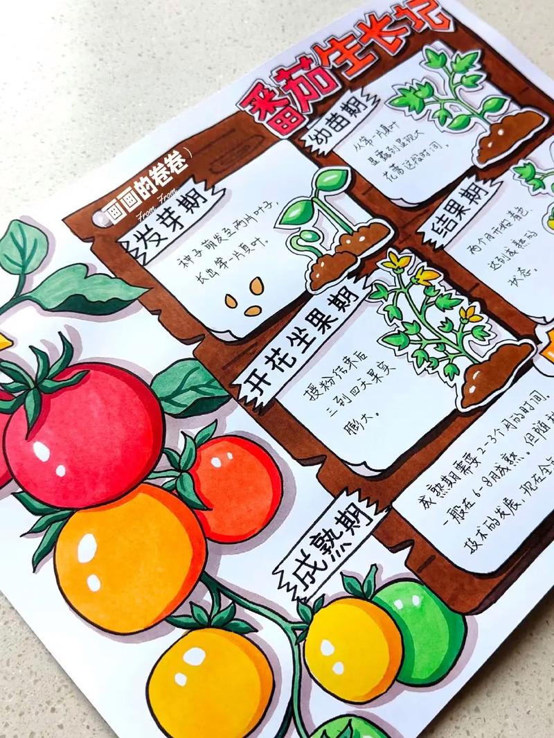 番茄的笔，笔顺多少画_怎么画番茄种植图片 番茄的笔，笔顺多少画_怎么画番茄种植图片 花朵知识