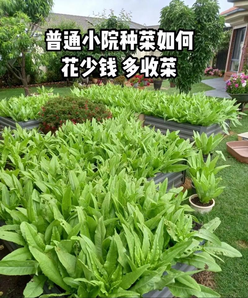 北方有的农村有个小院子，可以种菜种花，回家做自媒体怎么样啊_室内蔬菜种植技巧视频教程 北方有的农村有个小院子，可以种菜种花，回家做自媒体怎么样啊_室内蔬菜种植技巧视频教程 种植技巧