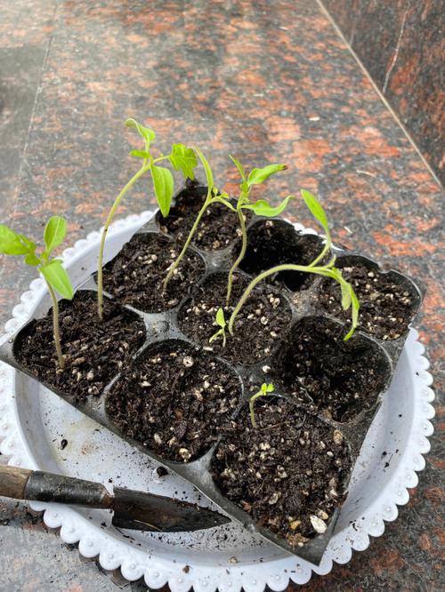 千禧番茄阳台种植方法_在凉台怎么种植番茄苗子视频 千禧番茄阳台种植方法_在凉台怎么种植番茄苗子视频 番茄病虫害防治