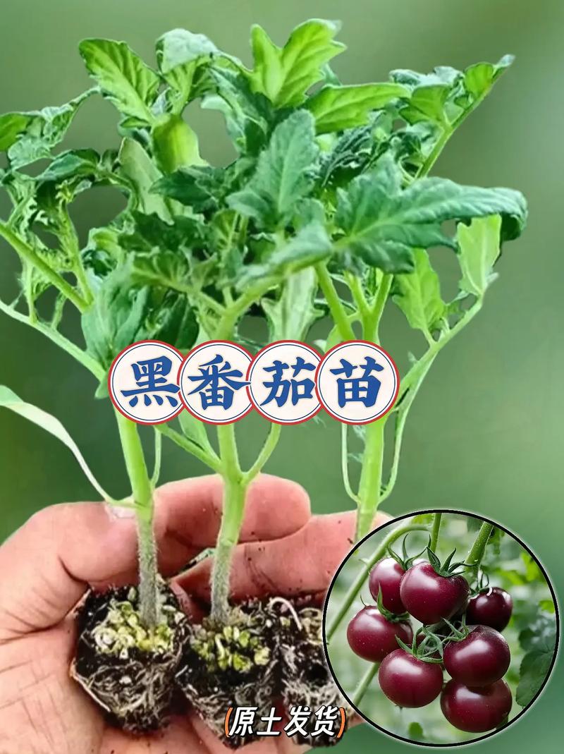 油桶种番茄倒立种好还是平常种好_油桶种植黑番茄怎么种植的 油桶种番茄倒立种好还是平常种好_油桶种植黑番茄怎么种植的 植物种类