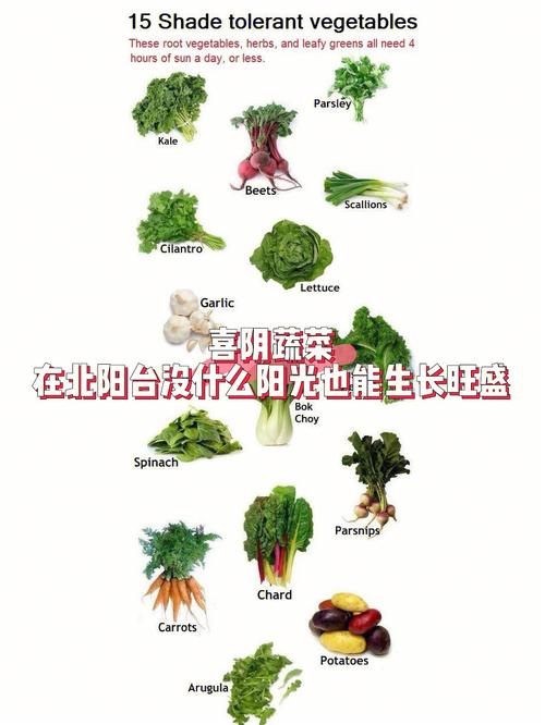 最喜阴的十种蔬菜_喜阴蔬菜哪些可以种植 最喜阴的十种蔬菜_喜阴蔬菜哪些可以种植 种植技巧