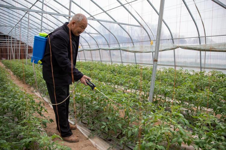 栽西红柿的正确方法_种植番茄怎么铺土壤 栽西红柿的正确方法_种植番茄怎么铺土壤 番茄病虫害防治