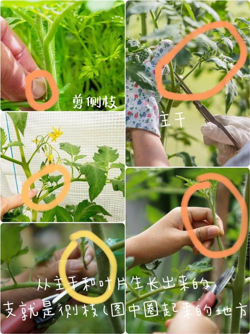 栽西红柿的正确方法_番茄种植后怎么护理好 栽西红柿的正确方法_番茄种植后怎么护理好 种植技巧