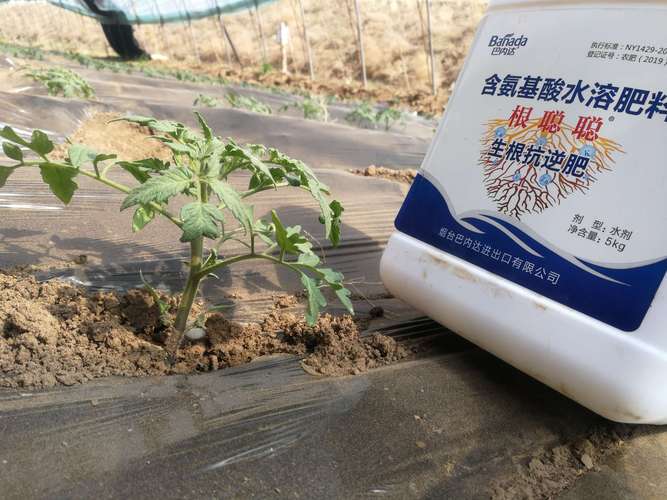 西红柿的种植管理如何浇水施肥_人工种植番茄怎么吃最好 西红柿的种植管理如何浇水施肥_人工种植番茄怎么吃最好 花朵知识
