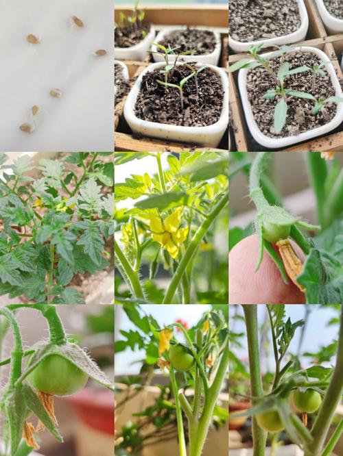 西红柿种子催芽方法五种方法_番茄种子怎么种植发芽快一点 西红柿种子催芽方法五种方法_番茄种子怎么种植发芽快一点 种植技巧