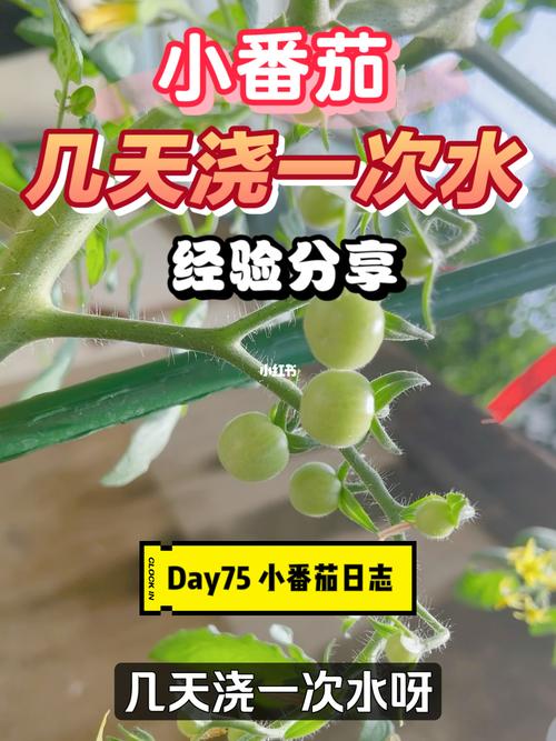小番茄种下后多久浇一次水？一次浇多少水_小番茄种植怎么浇水施肥呢 小番茄种下后多久浇一次水？一次浇多少水_小番茄种植怎么浇水施肥呢 番茄病虫害防治