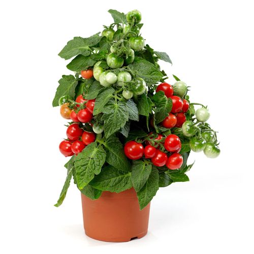 阳台种菜有哪些防虫和治虫的方法_家种小黄番茄怎么种植视频 阳台种菜有哪些防虫和治虫的方法_家种小黄番茄怎么种植视频 农业常识