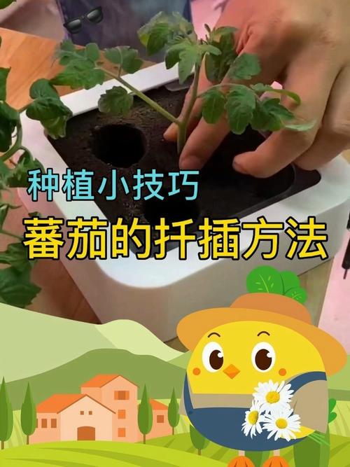 种小番茄的方法和步骤_农村菜地番茄怎么种植视频 种小番茄的方法和步骤_农村菜地番茄怎么种植视频 农业常识
