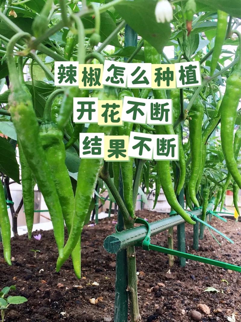 蔬菜种植技巧讲解_几种蔬菜种植小技巧图片大全 蔬菜种植技巧讲解_几种蔬菜种植小技巧图片大全 番茄病虫害防治