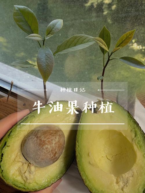 怎么种植牛油果_牛油果蔬菜种植技巧和方法 怎么种植牛油果_牛油果蔬菜种植技巧和方法 土壤施肥