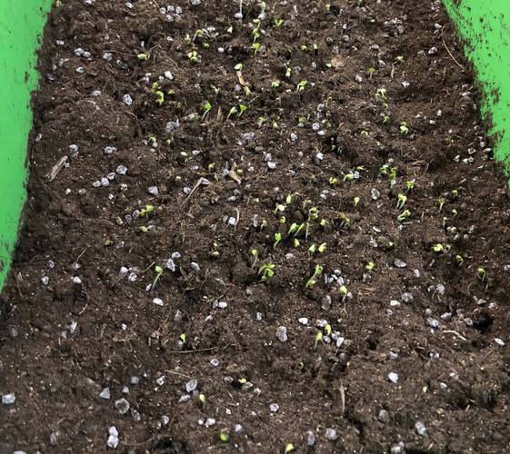 阳台种小白菜全过程_夏日阳台蔬菜种植小技巧视频 阳台种小白菜全过程_夏日阳台蔬菜种植小技巧视频 土壤施肥