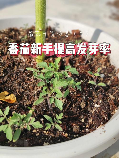 头发分叉还能拉直吗_种植番茄怎么开叉快速发芽 头发分叉还能拉直吗_种植番茄怎么开叉快速发芽 农业常识