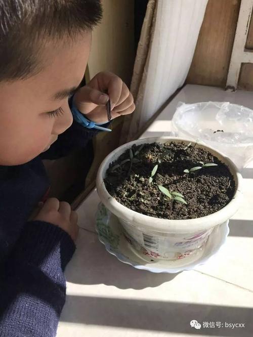 小番茄种子育苗方法全过程_小番茄种植种子怎么种植 小番茄种子育苗方法全过程_小番茄种植种子怎么种植 花朵知识
