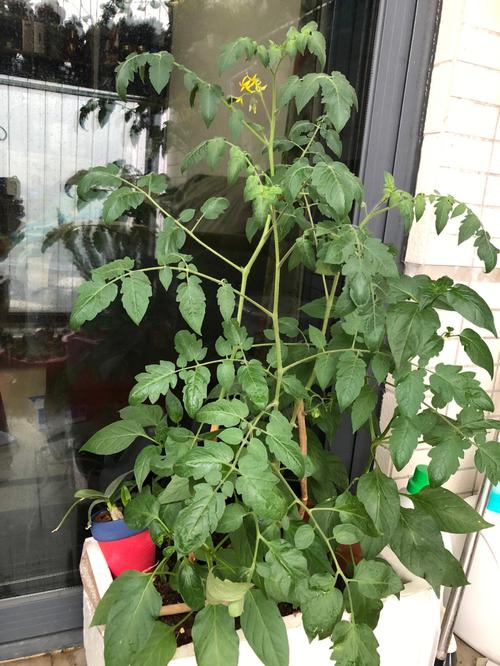 泡沫箱怎么种植马蹄番茄_番茄爆果怎么种植视频 泡沫箱怎么种植马蹄番茄_番茄爆果怎么种植视频 番茄病虫害防治