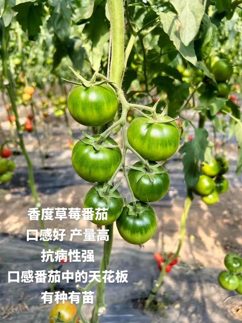 草莓怎么种得又香又甜_日本怎么种植草莓番茄视频 草莓怎么种得又香又甜_日本怎么种植草莓番茄视频 农业常识
