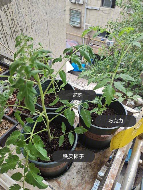 秋葵能与西红柿一起栽培吗_秋葵套种番茄怎么种植视频 秋葵能与西红柿一起栽培吗_秋葵套种番茄怎么种植视频 植物种类