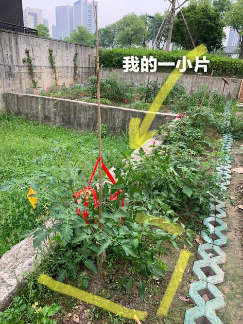 西红柿吊绳底部怎么固定快_番茄黄金带子怎么种植的视频 西红柿吊绳底部怎么固定快_番茄黄金带子怎么种植的视频 番茄种植技巧