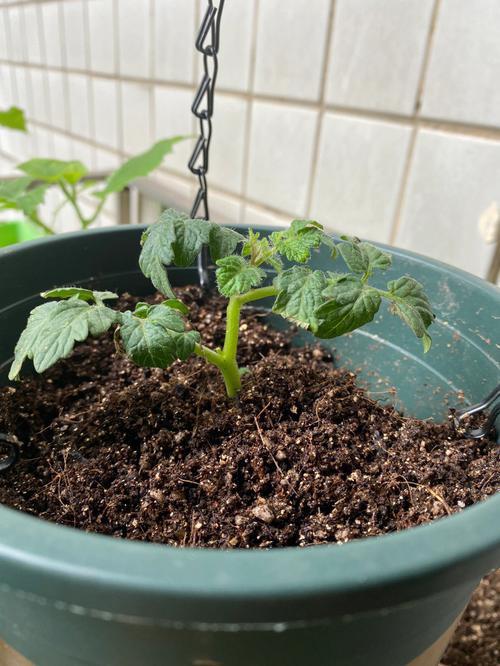 番茄苗长不高是什么原因_番茄怎么那么难种植呢视频 番茄苗长不高是什么原因_番茄怎么那么难种植呢视频 种植技巧