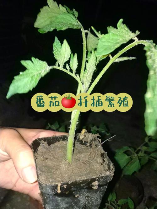 西红柿伤了根怎么养_种植番茄怎么打根视频 西红柿伤了根怎么养_种植番茄怎么打根视频 植物种类