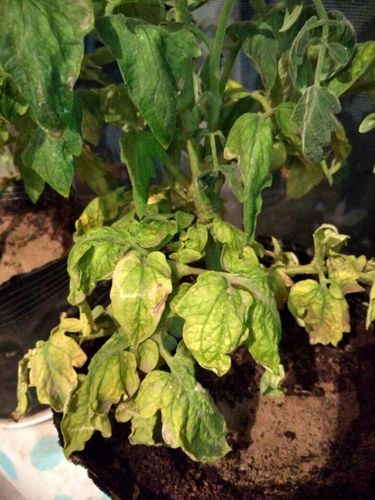 番茄长挺大咋会蔫了_番茄苗种植怎么蔫了呢 番茄长挺大咋会蔫了_番茄苗种植怎么蔫了呢 花朵知识