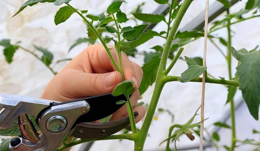 小番茄该怎样进行双杆整枝_小番茄怎么种植侧枝技术视频 小番茄该怎样进行双杆整枝_小番茄怎么种植侧枝技术视频 植物种类