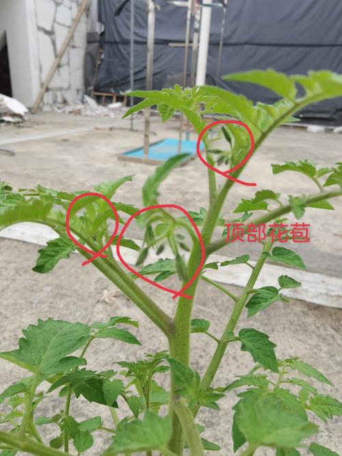 西红柿怎么种才结的大又多_教我怎么种植番茄视频教程 西红柿怎么种才结的大又多_教我怎么种植番茄视频教程 土壤施肥
