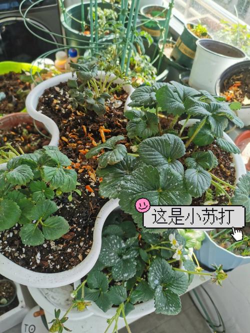 草莓西红柿种植方法_番茄草莓种子怎么种植的视频 草莓西红柿种植方法_番茄草莓种子怎么种植的视频 番茄种植技巧