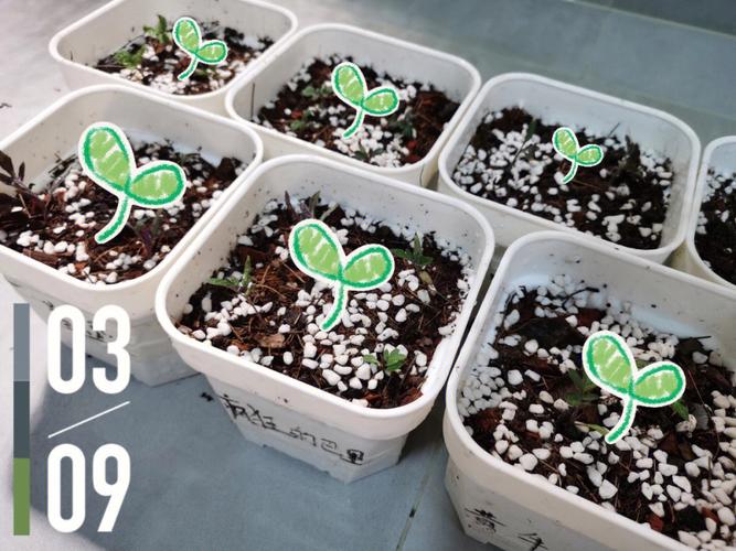 西红柿大苗能移活吗_种植番茄怎么换盆视频 西红柿大苗能移活吗_种植番茄怎么换盆视频 番茄种植技巧