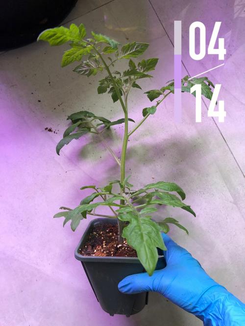 千禧番茄阳台种植方法_室内阳台怎么种植番茄种子 千禧番茄阳台种植方法_室内阳台怎么种植番茄种子 植物种类