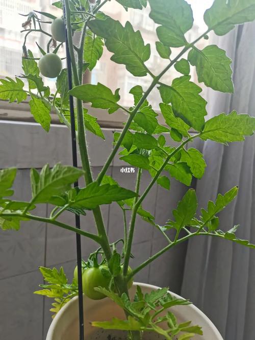 小西红柿怎么种植盆栽_番茄用纸巾种怎么种植视频 小西红柿怎么种植盆栽_番茄用纸巾种怎么种植视频 植物种类