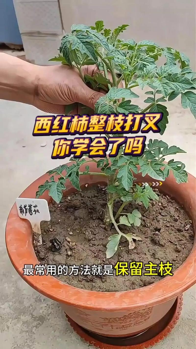 西红柿主枝怎么修剪_番茄种植怎么剪侧枝视频 西红柿主枝怎么修剪_番茄种植怎么剪侧枝视频 番茄病虫害防治